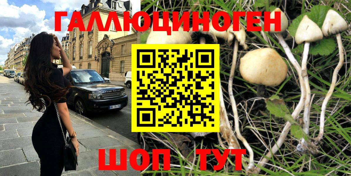Галлюциногенные грибы Psilocybe Дмитров